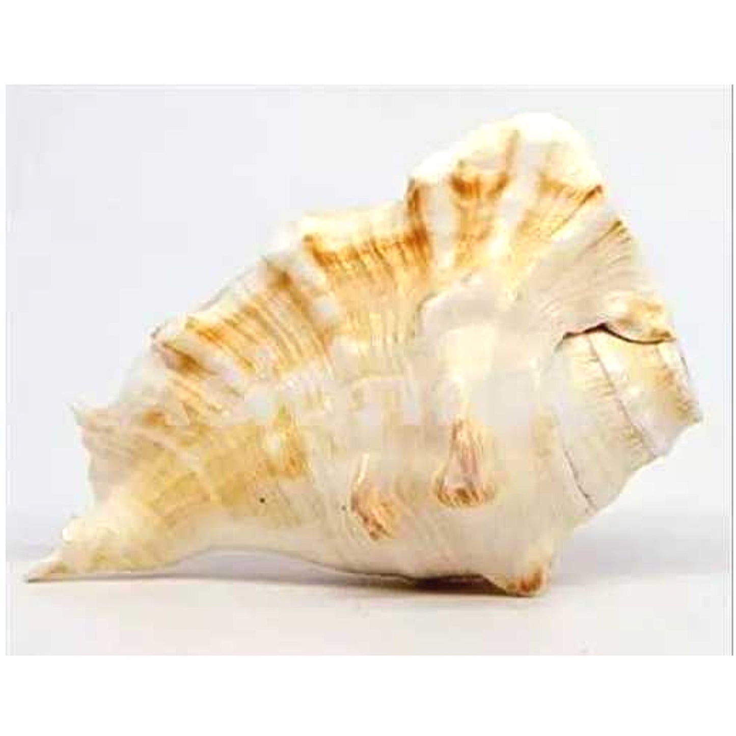 Caracola que sopla | Blowing Conch Shell | Pure Natural Shankh L Size with Loud Echo Sound