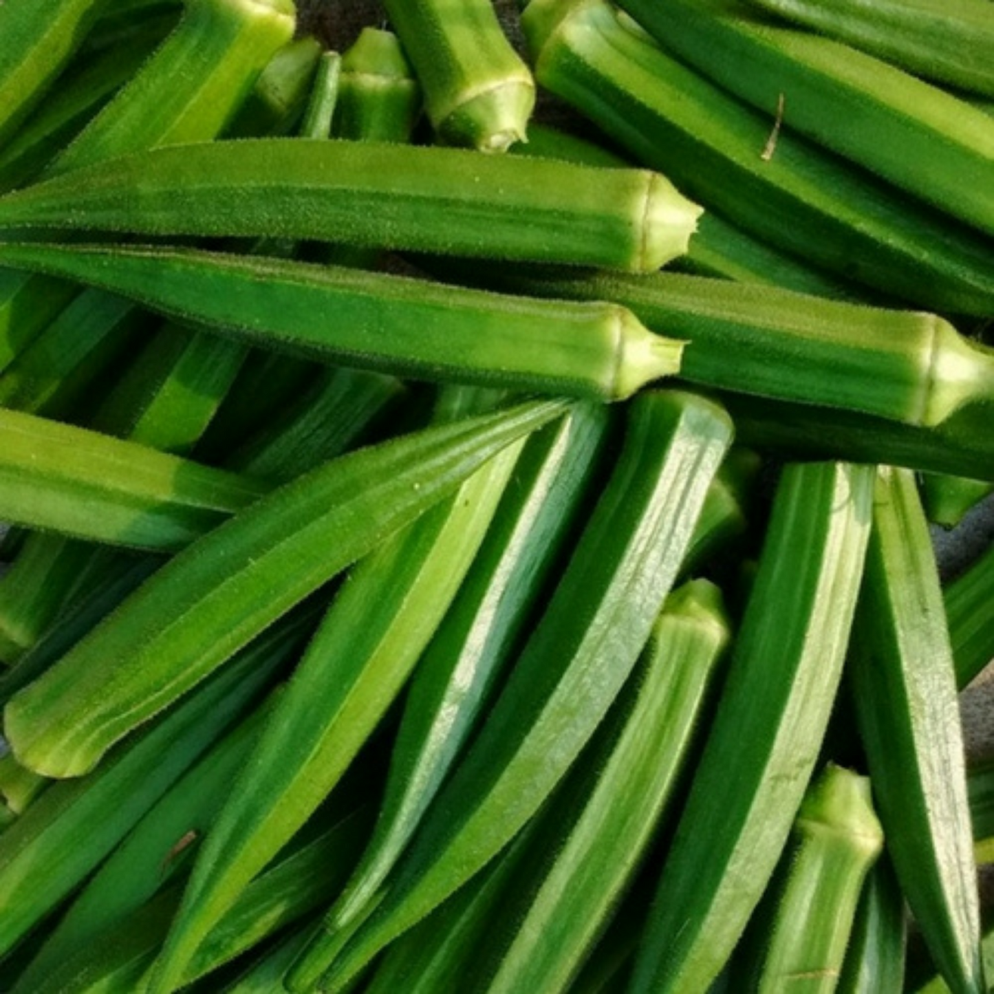 Okra | Lady finger | Fresh Bhindi 500g