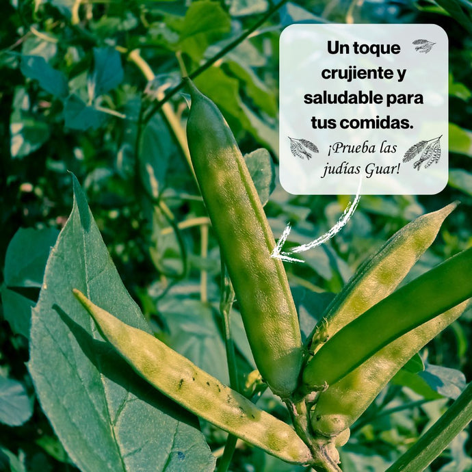 Guar o judías verdes o cluster beans