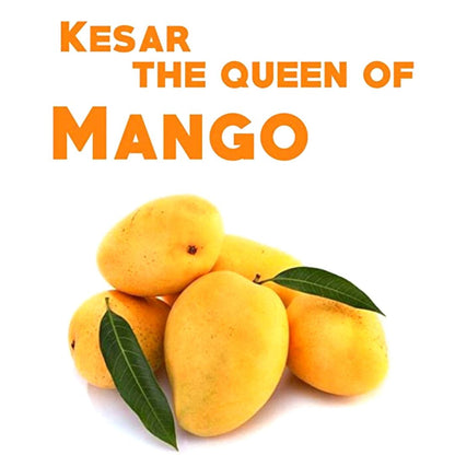 Mango fresco Kesar | Fresh Kesar Mango box 6pcs.