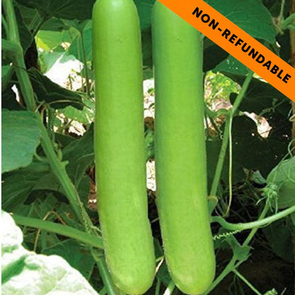 Calabaza de botella | Bottle Gourd | Fresh Lauki 500g