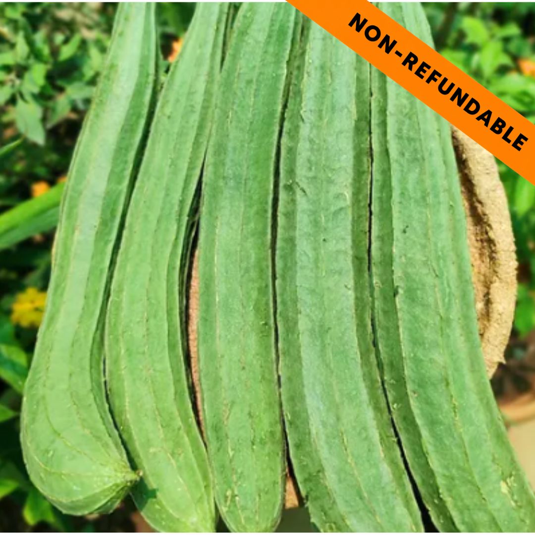 Calabaza acanalada | Ridged Gourd | Fresh Turi 500g