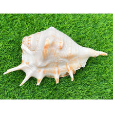 Load image into Gallery viewer, Caracola que sopla | Blowing Conch Shell | Pure Natural Shankh L Size with Loud Echo Sound