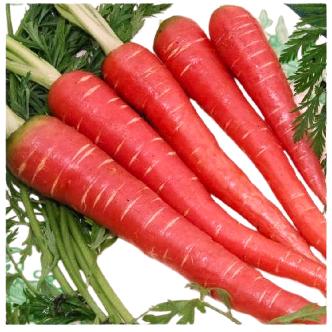 Zanahoria de la India |  Fresh Indian Carrots (Gajar) 500g