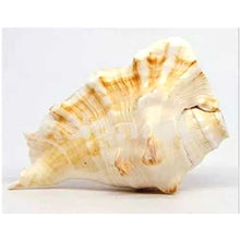 Load image into Gallery viewer, Caracola que sopla | Blowing Conch Shell | Pure Natural Shankh L Size with Loud Echo Sound