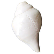 Load image into Gallery viewer, Caracola que sopla | Blowing Conch Shell | Pure Natural Shankh Medium Size with Loud Echo Sound