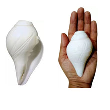 Cargar imagen en el visor de la galería, Caracola que sopla | Blowing Conch Shell | Pure Natural Shankh Medium Size with Loud Echo Sound