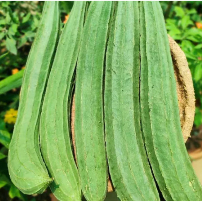 Calabaza acanalada | Ridged Gourd | Fresh Turi 500g