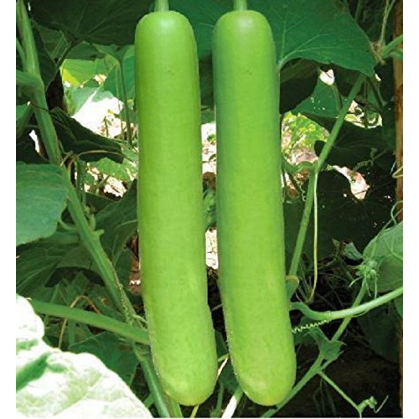 Calabaza de botella | Bottle Gourd | Fresh Lauki approximately 500g